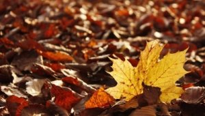 Tart az őszi nagytakarítás